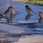 House sparrow