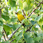 Eurasian Golden Oriole