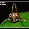 Baby Cricket