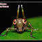Baby Cricket