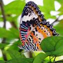 Leopard Lacewing