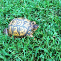 Eastern Box Turtle