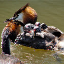 Grebe