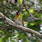 Spectacled Monarch