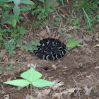 Timber Rattlesnake