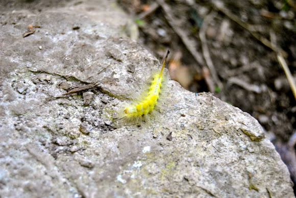 Spotting Image 1