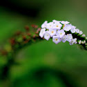 Indian heliotrope