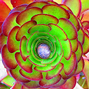 Garden Snail in center of Aeonium Succulent