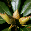 Rhododendron species