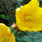St. Johns Wort
