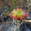Sundew