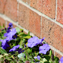 Periwinkle