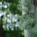 Lichen