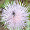 Texas Thistle