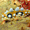 Ocellata Nudibranch