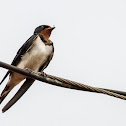 Barn Swallow