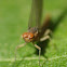 Mayfly