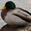 Mallard