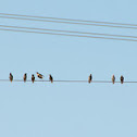 Starling (Common / European)