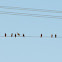Starling (Common / European)