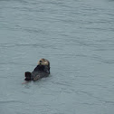Sea Otter
