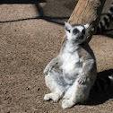 Ring-tailed lemur