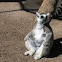 Ring-tailed lemur