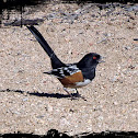 Spotted Towhee