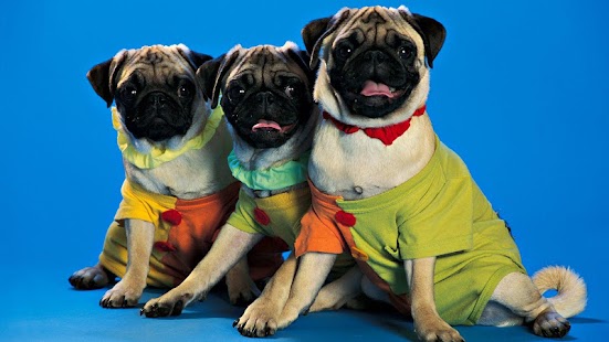 How to mod Pug Wallpaper 1.0 unlimited apk for pc