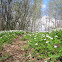 Meadow Anemone, Easter Flower