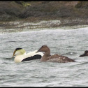 Common Eider