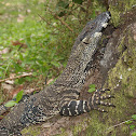 Lace monitor