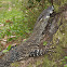 Lace monitor