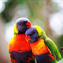 Rainbow Lorikeet