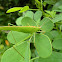 Green katydid