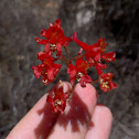 Scarlet larkspur