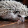 Exotic Pets