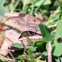 Wood Frog