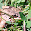 Wood Frog