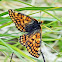 Fritillary