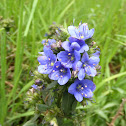 Blue flower. Flor azul
