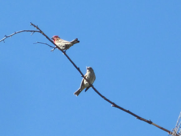 Spotting Image 1