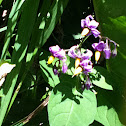 bittersweet nightshade