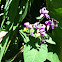 bittersweet nightshade