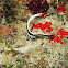 Juvenile Spotted Drumfish