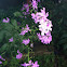 Phlox