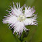 Fringed Pink