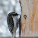 Brown Creeper
