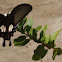 common mormon