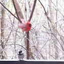 Northern Cardinal